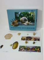 Коллекция "Раковины моллюсков" (вариант 2) - «globural.ru» - Волгоград