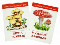 Раздаточные карточки "Грибы съедобные и не съедобные" - «globural.ru» - Волгоград