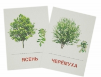 Раздаточные карточки "Деревья и кустарники" - «globural.ru» - Волгоград