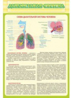 Стенд "Дыхательная система" - «globural.ru» - Волгоград