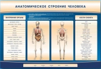 Электрифицированный стенд-тренажер c макетом скелета "Анатомическое строение человека" - «globural.ru» - Волгоград