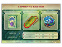 Электрифицированный стенд "Строение клетки" с маркерными полями - «globural.ru» - Волгоград