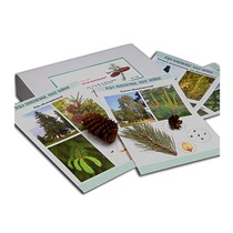 Коллекция "Голосеменные растения" (вариант 2) - «globural.ru» - Волгоград