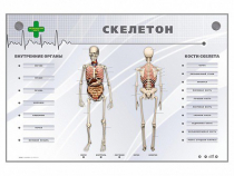 Электрифицированный стенд-тренажер "Скелетон" - «globural.ru» - Волгоград