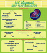 Стенд "От клетки до организма" - «globural.ru» - Волгоград
