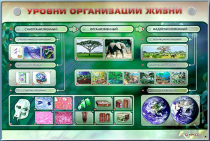 Электрифицированный стенд "Уровни организации жизни" - «globural.ru» - Волгоград