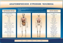 Электрифицированный стенд-тренажер c макетом скелета "Анатомическое строение человека" - «globural.ru» - Волгоград