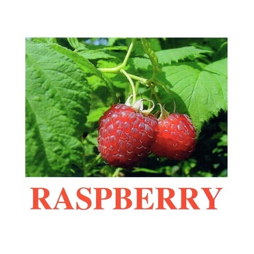 "Berries-1" ("Ягоды-1") английские карточки Домана - «globural.ru» - Волгоград