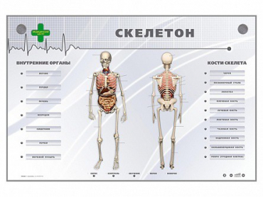 Электрифицированный стенд-тренажер "Скелетон" - «globural.ru» - Волгоград