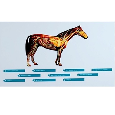 Стенд-планшет светодинамический "Изучение кровеносной системы сельскохозяйственных животных" со сменными панелями - «globural.ru» - Волгоград