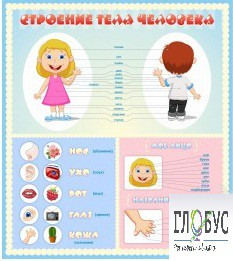Стенд "Строение человека" для детей - «globural.ru» - Волгоград