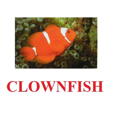 "Fish" ("Рыбы") английские карточки Домана - «globural.ru» - Волгоград