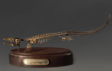 Модель скелета мозазавра Mosasaurus - «globural.ru» - Волгоград